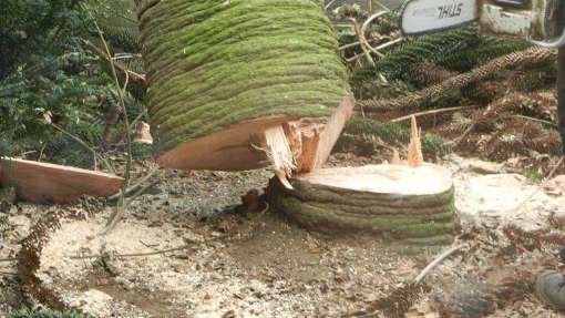 bomen rooien Laarbeek